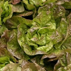 Bronze Mignonette Lettuce Seeds