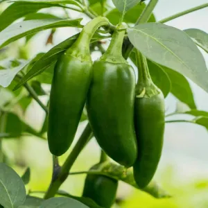Jalapeno Early Hot Pepper Seeds