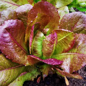 Rouge d'Hivers Lettuce Seeds